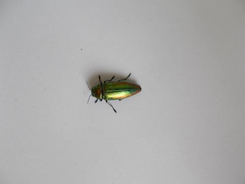 Eurythyrea micans
