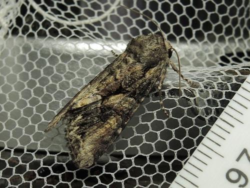 Lacanobia contigua