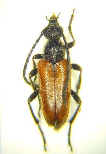 Pseudovadonia livida