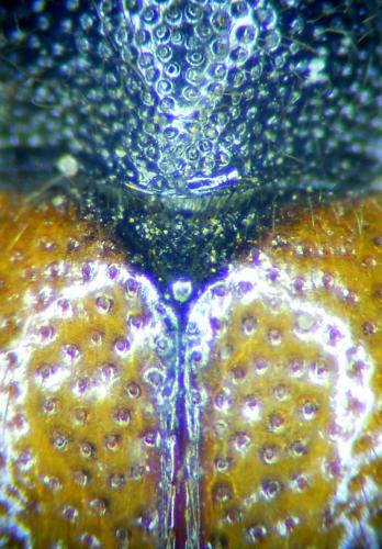 Pseudovadonia livida