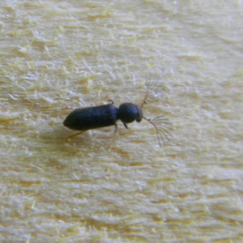 Ptilinus pectinicornis