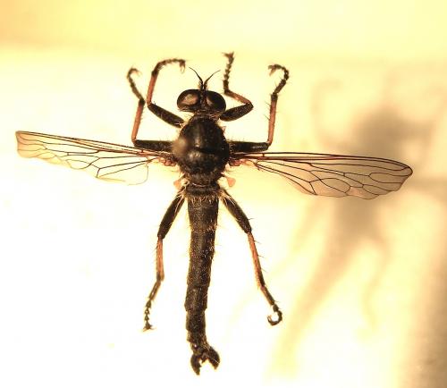 Neoitamus cyanurus