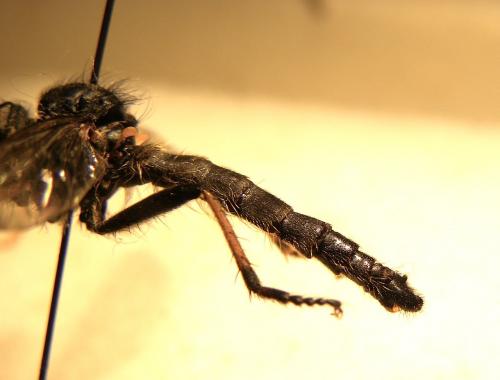 Neoitamus cyanurus