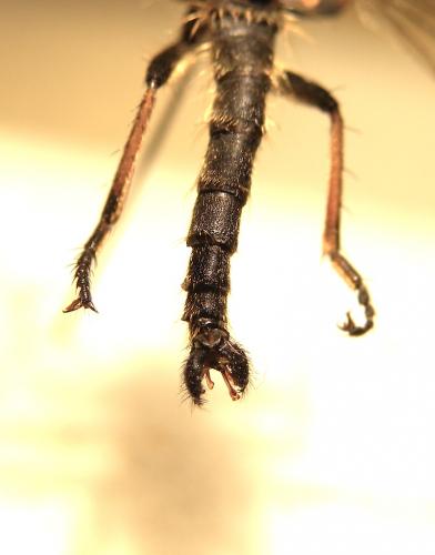 Neoitamus cyanurus