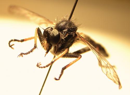 Neoitamus cyanurus