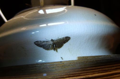 Eupithecia sp.