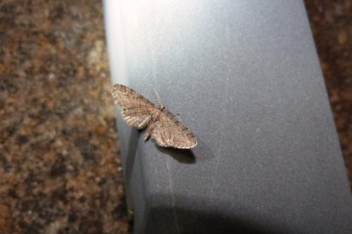 Eupithecia sp.