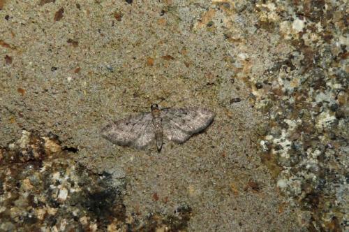 Eupithecia sp.