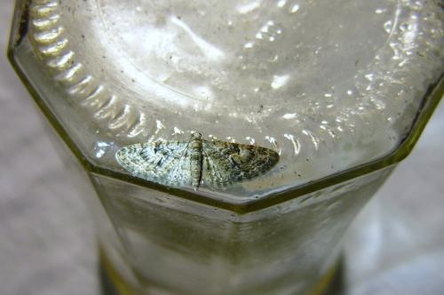 Réf. 122 021 : Eupithecia dodoneata