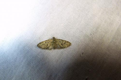 Eupithecia sp.