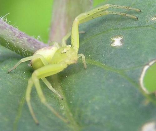 Ebrechtella tricuspidata