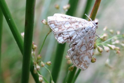 Réf. 122 917 : Elophila nymphaeata