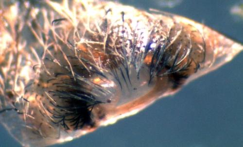Tegenaria parietina