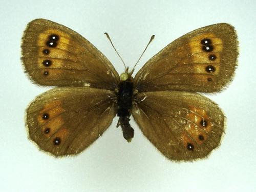 Erebia gorgone
