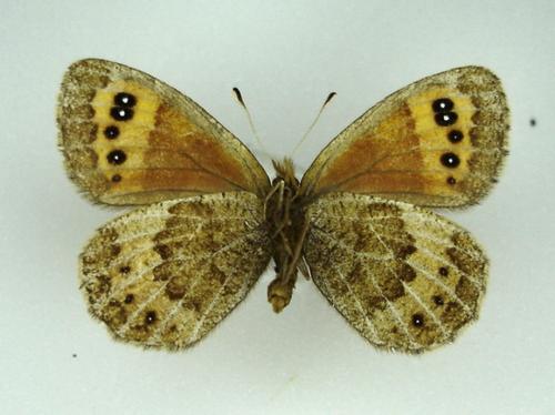 Erebia gorgone