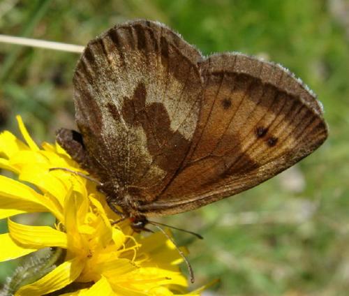 Réf. 122 958 : Erebia euryale