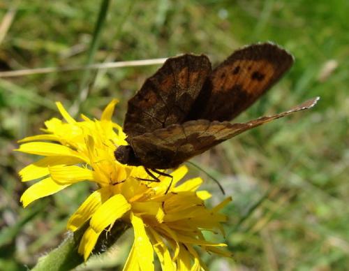 Réf. 122 959 : Erebia euryale