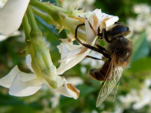 Eristalis tenax