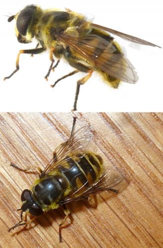 Myathropa florea