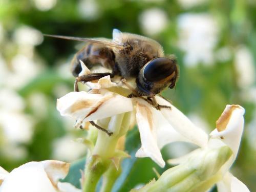 Eristalis tenax