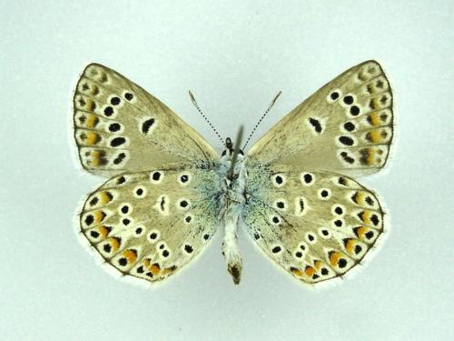 Réf. 122 837 : Polyommatus escheri