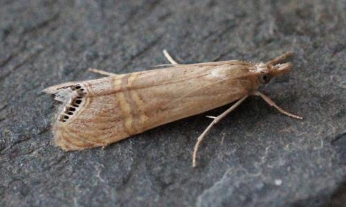 Réf. 122 384 : Euchromius ocellea