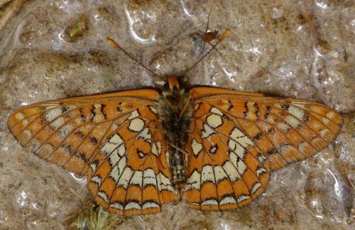 Réf. 122 288 : Euphydryas maturna