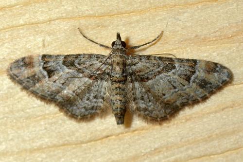 Réf. 122 138 : Gymnoscelis rufifasciata