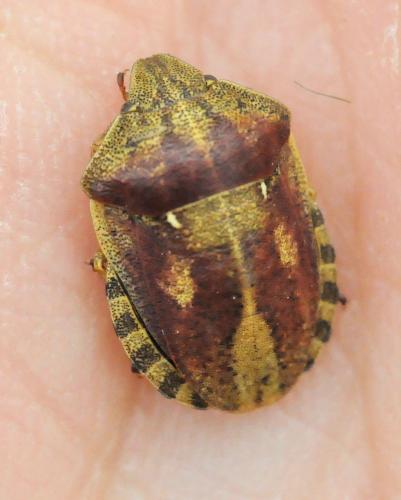 Eurygaster testudinaria