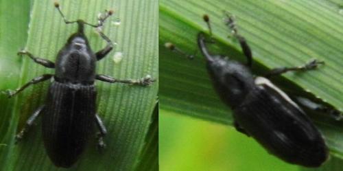 Limnobaris sp.