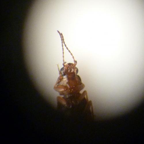 Bembidion obtusum