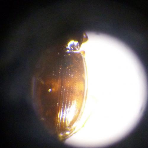 Bembidion obtusum
