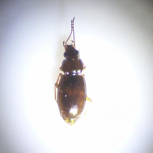 Bembidion obtusum