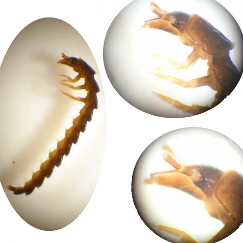 Omalisus sp.