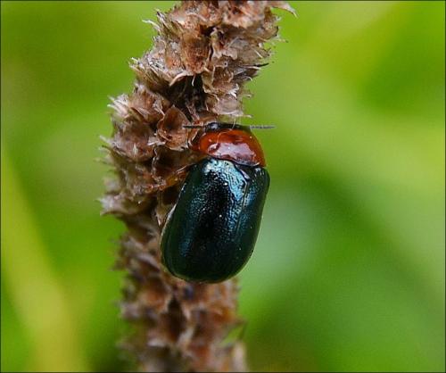 Smaragdina salicina