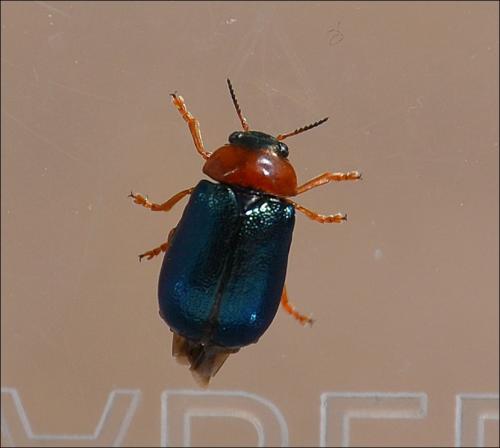 Réf. 122 407 : Smaragdina salicina