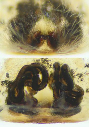 Réf. 122 314 : Marpissa radiata