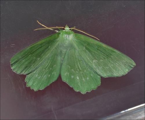 Geometra papilionaria