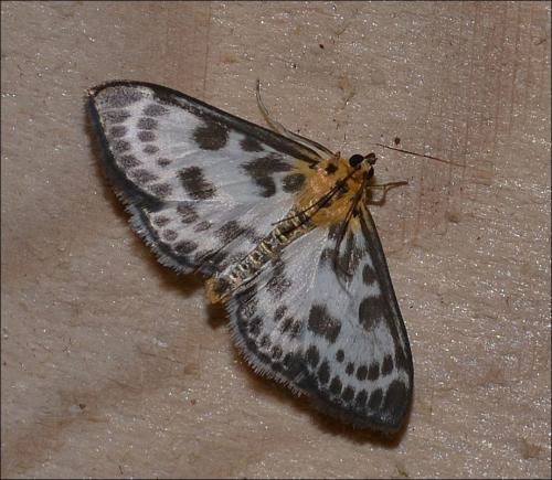 Anania hortulata