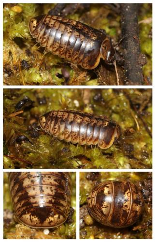 Glomeris klugii