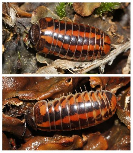Glomeris connexa
