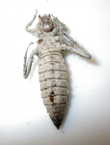 Réf. 122 728 : Gomphus simillimus