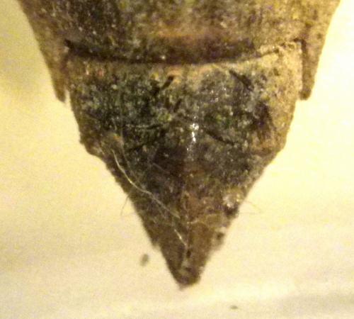 Réf. 122 730 : Gomphus simillimus