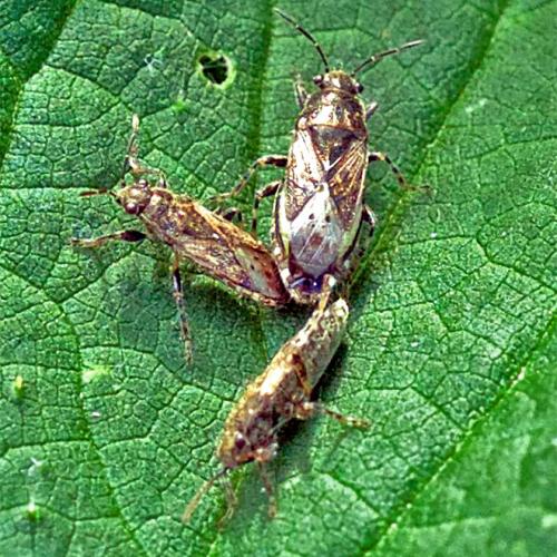 Heterogaster urticae