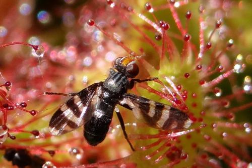 Herina frondescentiae