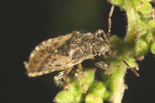 Heterogaster urticae