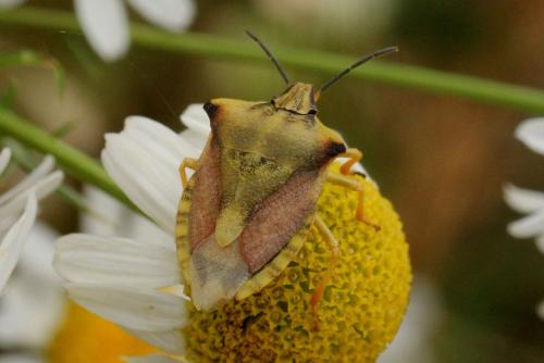 Réf. 122 890 : Carpocoris fuscispinus