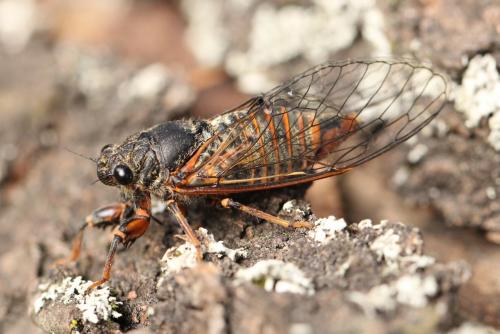Réf. 122 352 : Cicadetta sp.