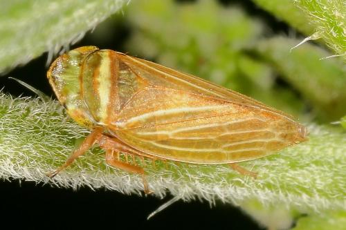 Réf. 122 414 : Aphrodes makarovi