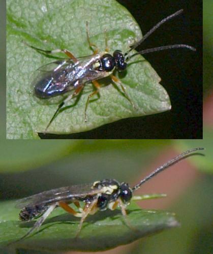 Diplazontinae
